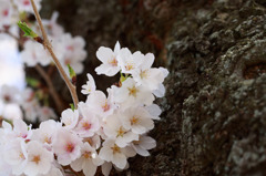 Washington D.C.の桜
