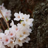 Washington D.C.の桜