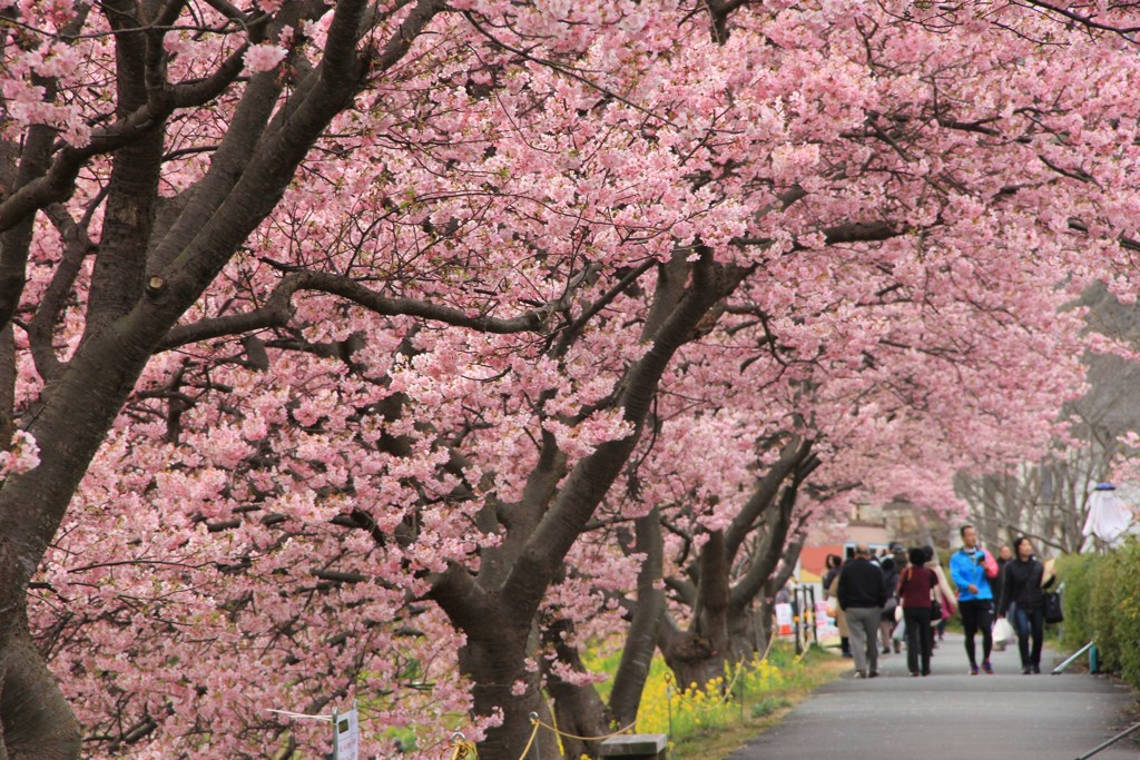 河津桜並木