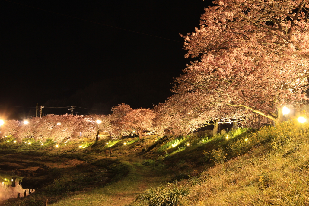 みなみの桜と菜の花まつり 夜桜編