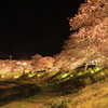 みなみの桜と菜の花まつり 夜桜編