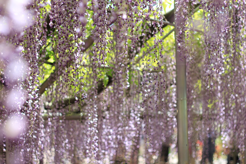 花のカーテン