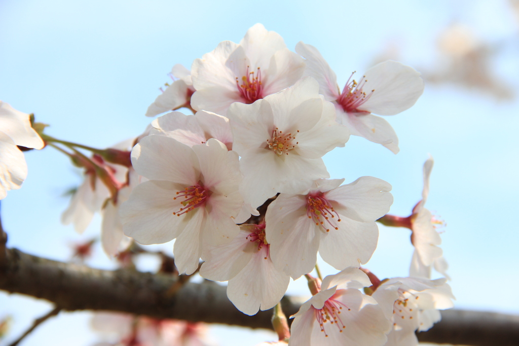 桜満開