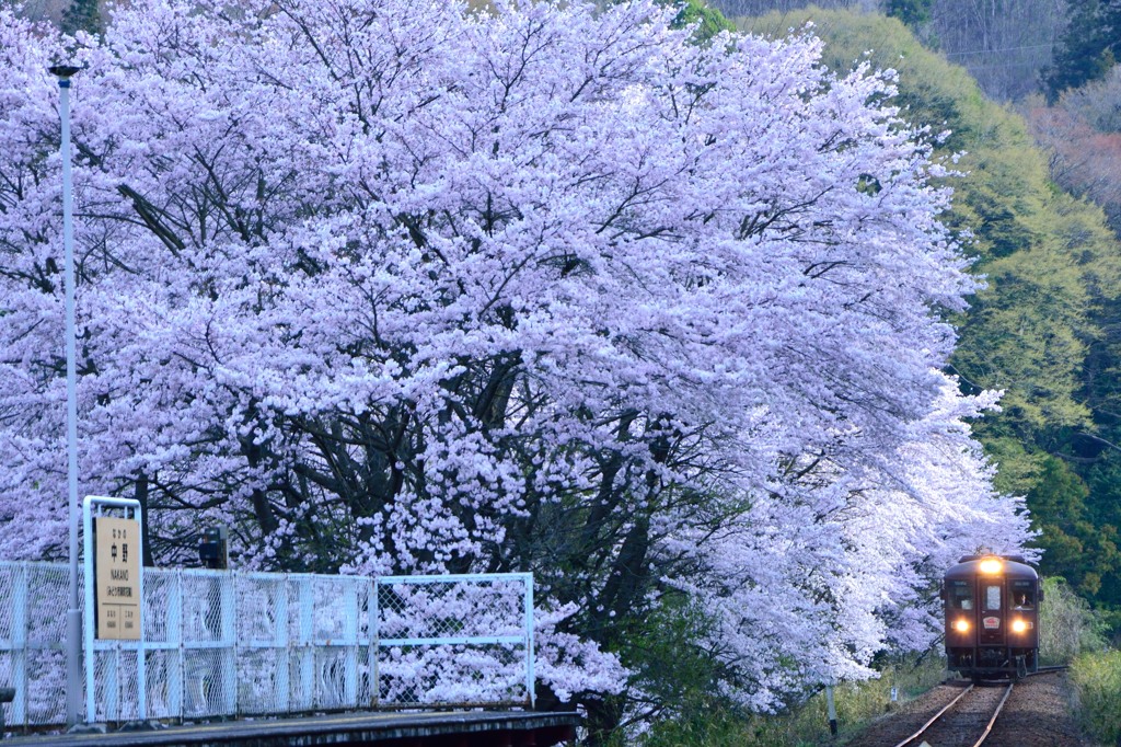 「中野駅の桜」