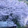 「中野駅の桜」