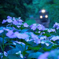 雨の本宿 