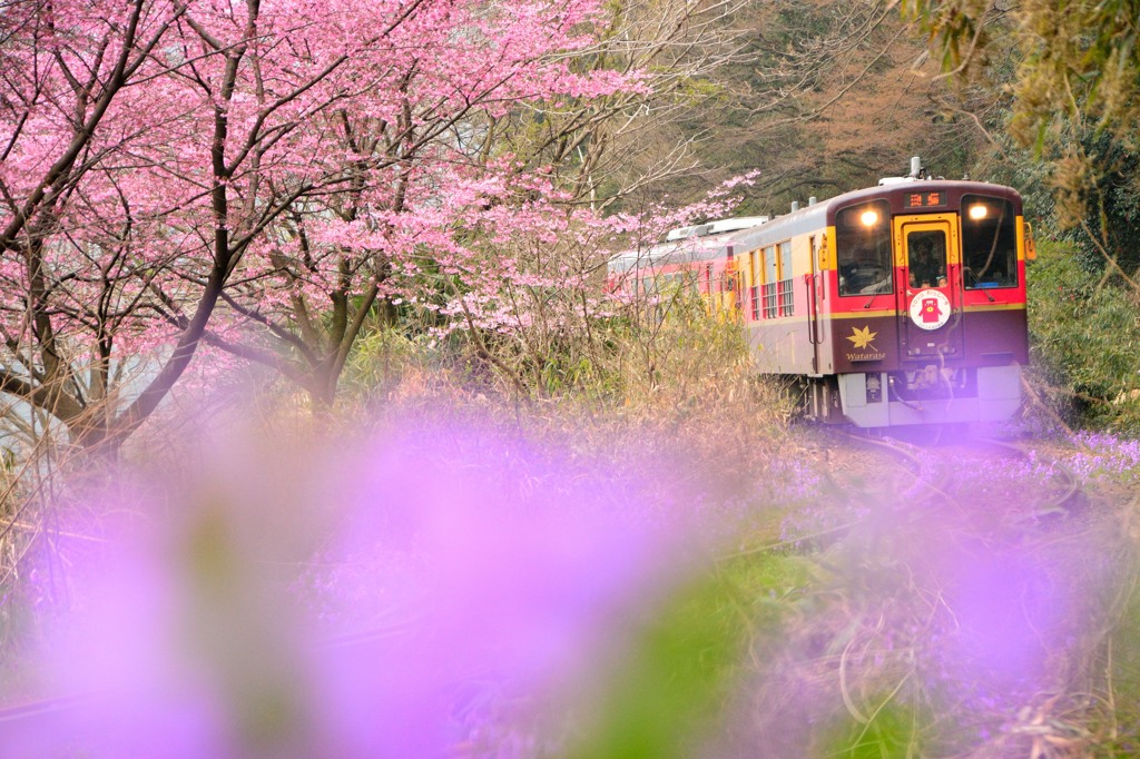 春色列車で行こう！