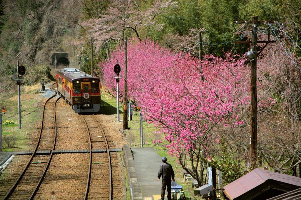 花桃とわっしー号　１