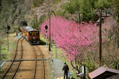 花桃とわっしー号　１