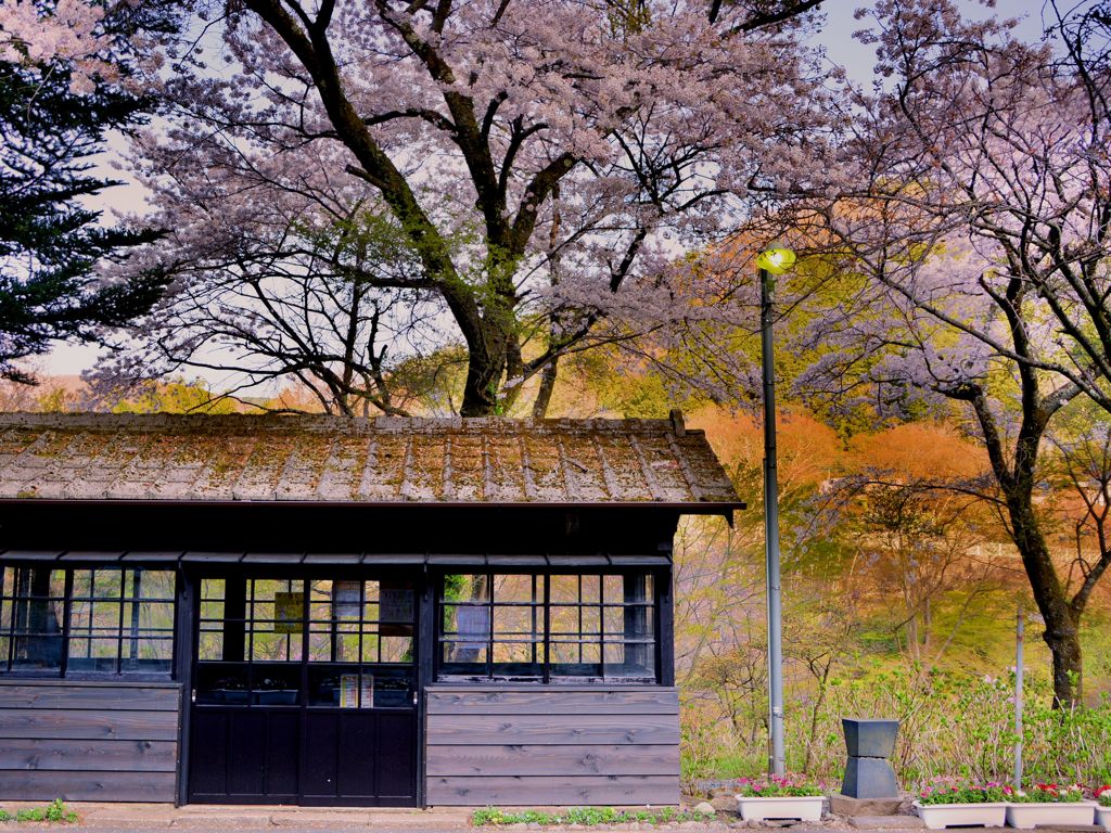 「沢入駅の桜」