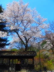 沢入駅の桜