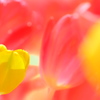 Hana*Hana ( tulip )　２