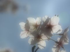さくら