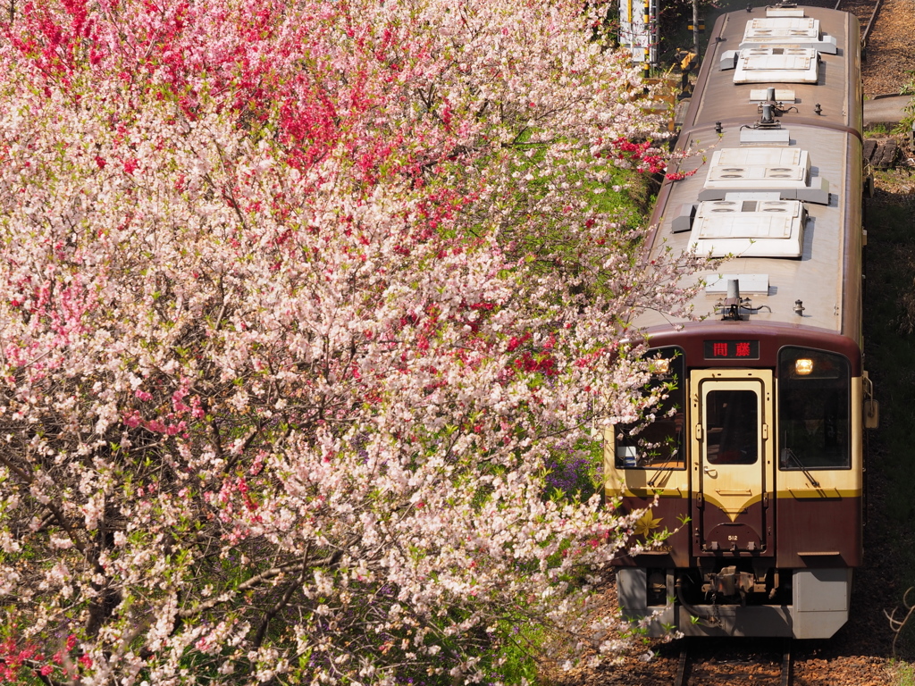 花桃列車