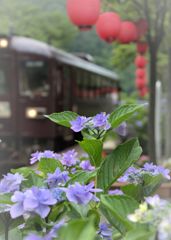 沢入駅　あじさい祭り　３