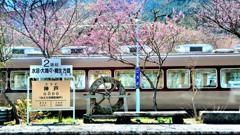花桃と列車のレストラン