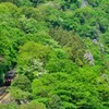 新緑萌える渓谷鐡道 