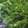 朝の日差しを受けて　２