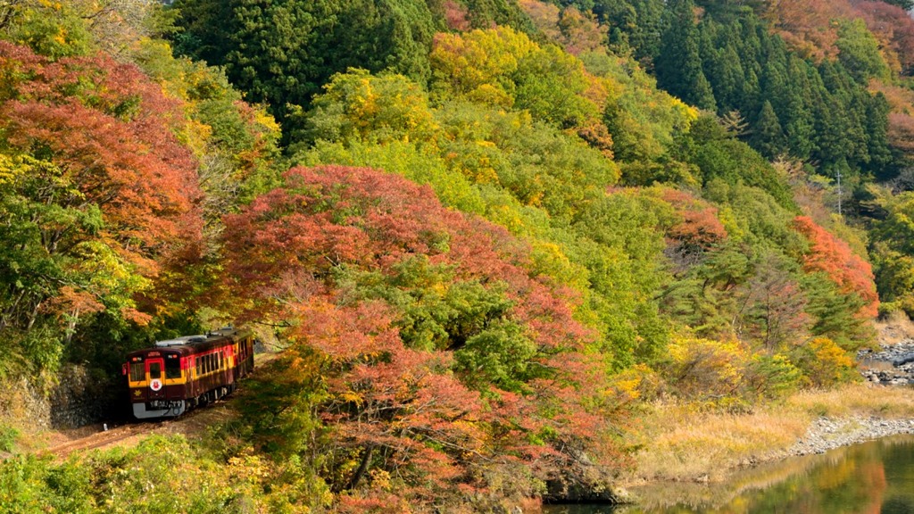 秋色とわっしー号はよく似合う