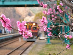 花桃とわっしー号　２