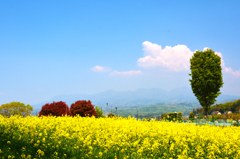 菜の花畑で逢いましょう　　その３