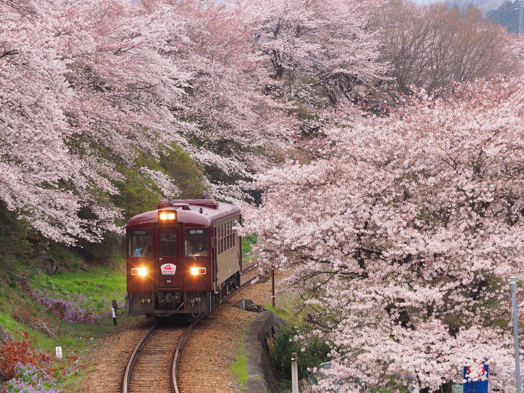 「わ鐵」沿線の開花は、、