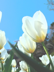 「新しい恋 」