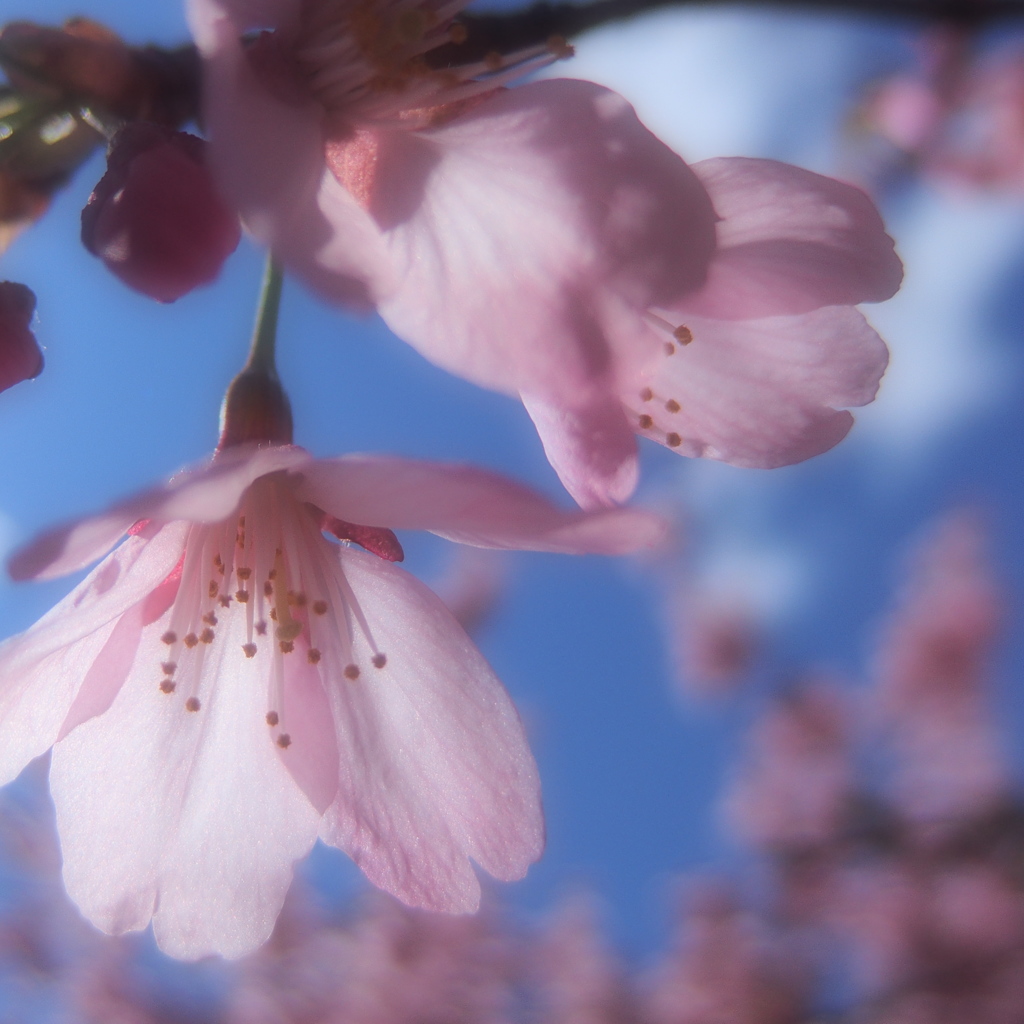 桜