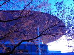 さくらとUFO?