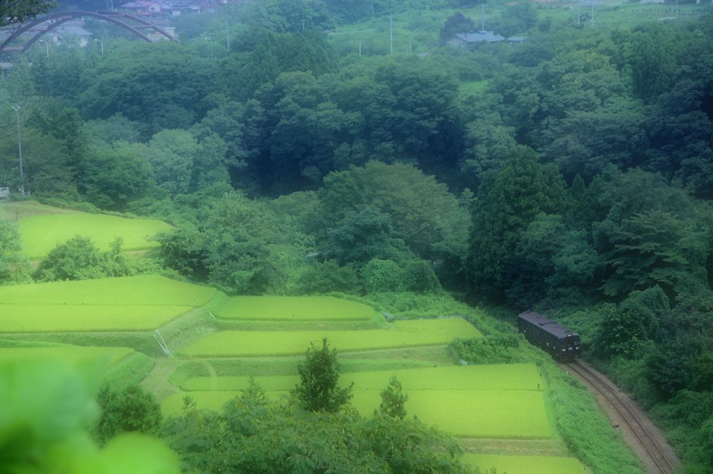 緑の中のあずき色