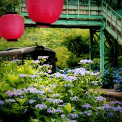 沢入駅　あじさい祭り