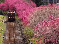 花桃に誘われて