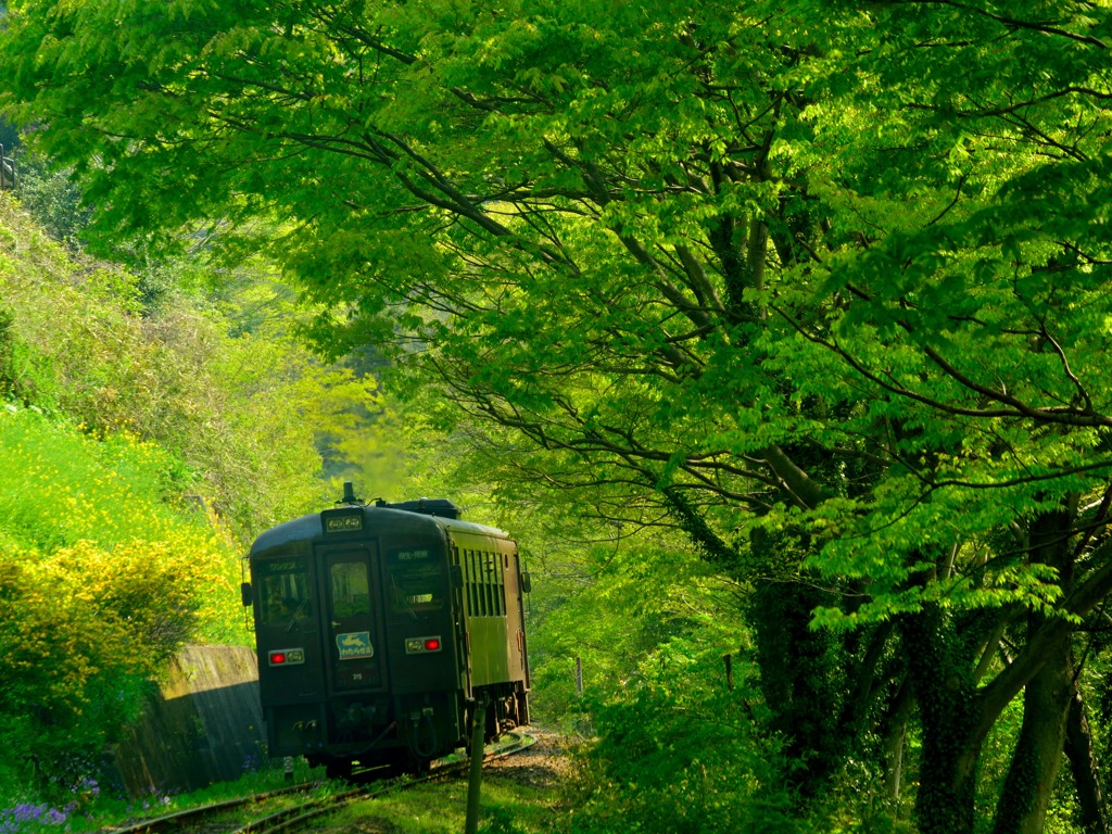新緑列車 