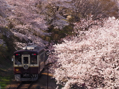 ただいま桜、満開です♪　（⌒_⌒）ﾆｺ
