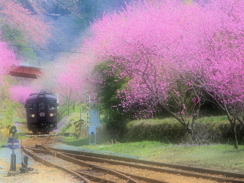 桃の楽園 その１