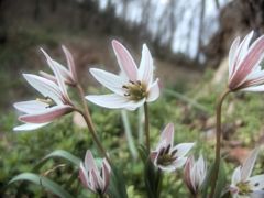 可憐な野生のチューリップ　　アマナ