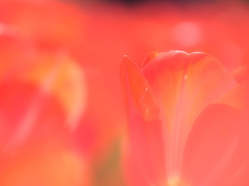Hana*Hana ( tulip )