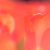 Hana*Hana ( tulip )