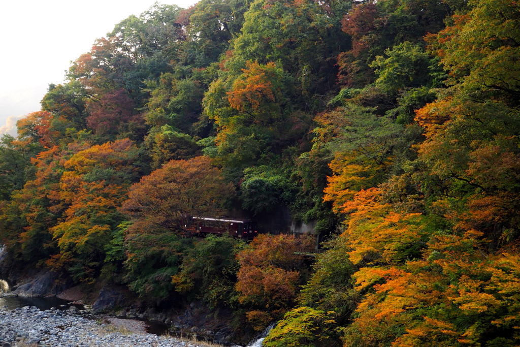 わ鐵　紅葉状況