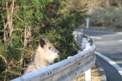 カモシカ君