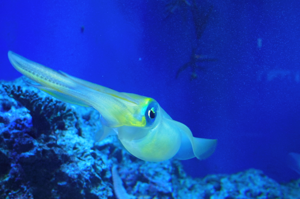 IKA