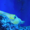 IKA
