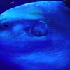 MANBO