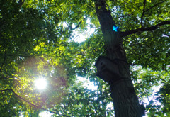 Blue bird in the tree