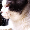 考える猫