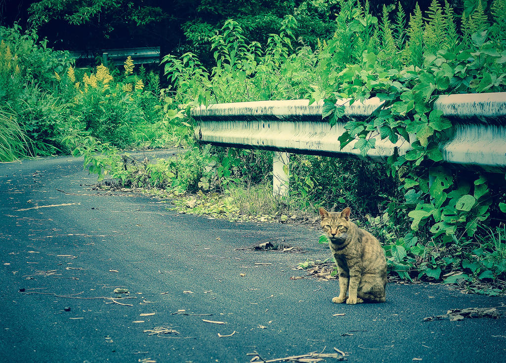 国境防衛ねこ