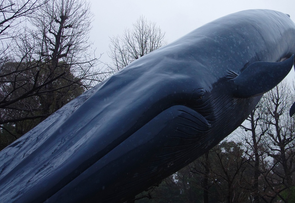 空に憧れたクジラの決意