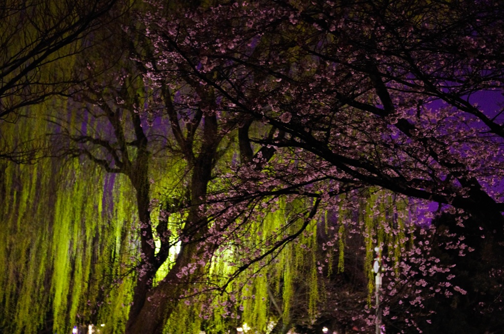 桜越しの夜を歩く