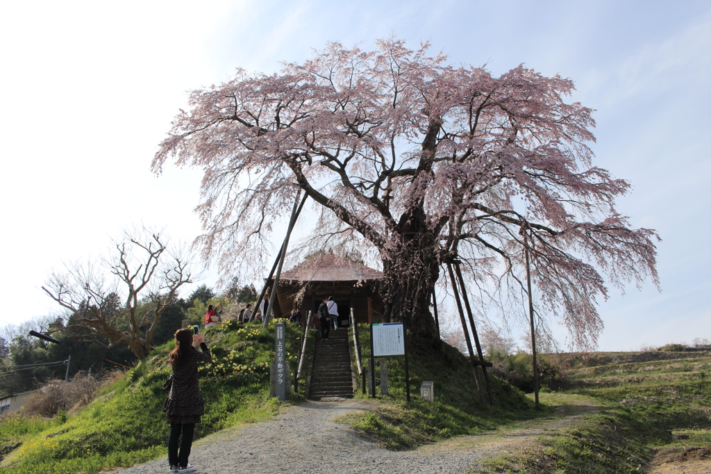 不動桜
