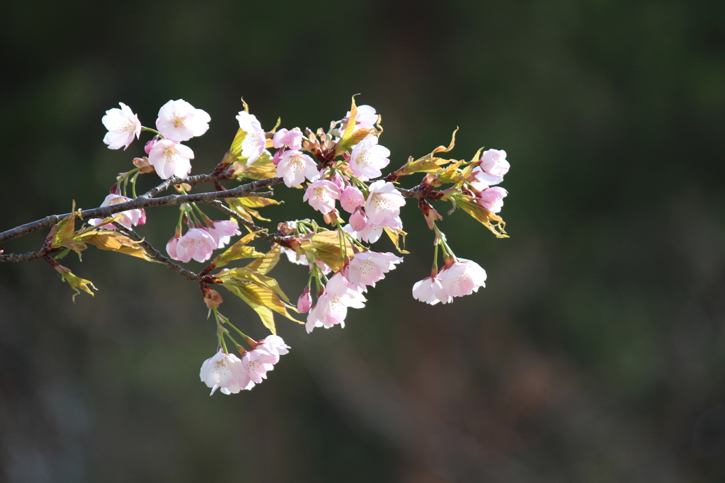 桜もいろいろ